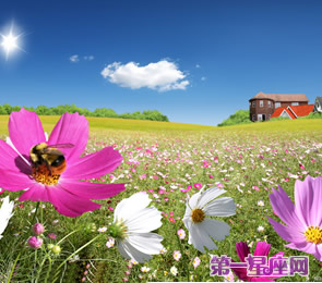 十二星座代表什么花？