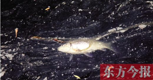 五月九日，鄭州帝湖，漂在黑色的湖面上的死魚
