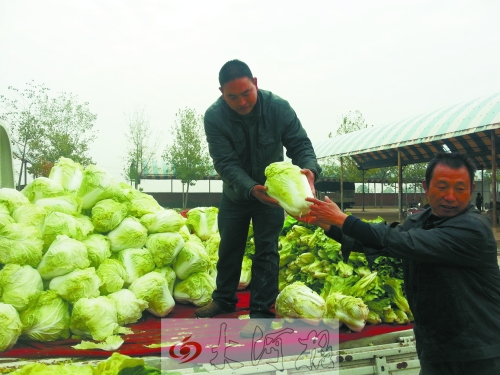白菜進(jìn)入大量上市期,但價(jià)格卻不便宜。