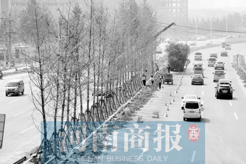 　西三環(huán)化工路，工人正在車道中間種植銀杏樹
