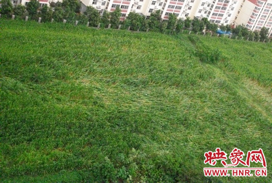據(jù)映象網(wǎng)網(wǎng)友趙冠召反映，8月7日下午鄭州高新技術(shù)開(kāi)發(fā)區(qū)突降暴雨冰雹，致使附近農(nóng)田近三分之一玉米倒伏