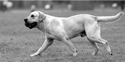 養(yǎng)犬限高35厘米一旦實(shí)施，拉布拉多、金毛等大型犬將被禁養(yǎng)。