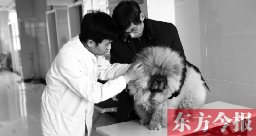 在一家大型寵物醫(yī)院里，生病的狗狗正在接受治療