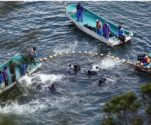 圖為當(dāng)?shù)貪O民正在把海豚趕入屠殺圈內(nèi)。