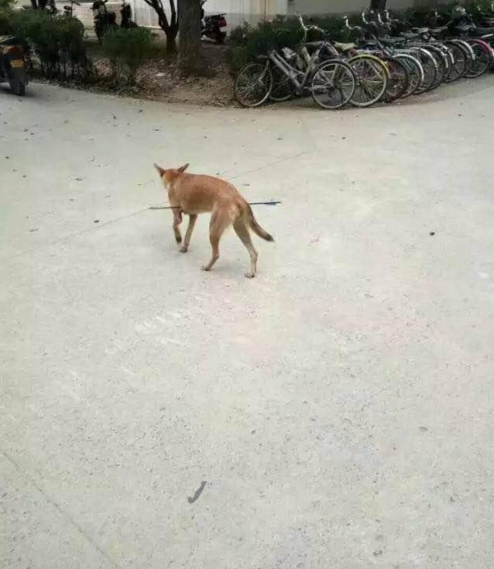 華科大校園內(nèi)，一條流浪狗腹部被箭射穿，地上留著斑斑血跡。