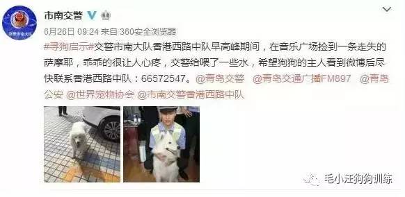 薩摩耶混吃混喝1個月 交警隊(duì)尋主人:我們被吃窮了