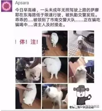 薩摩耶混吃混喝1個月 交警隊(duì)尋主人:我們被吃窮了