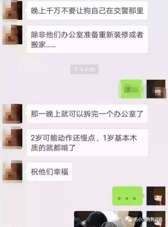 薩摩耶混吃混喝1個月 交警隊(duì)尋主人:我們被吃窮了