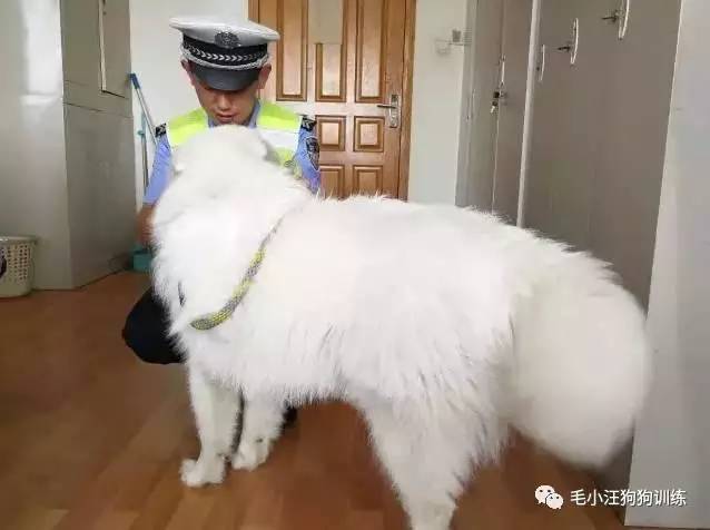 薩摩耶混吃混喝1個月 交警隊(duì)尋主人:我們被吃窮了