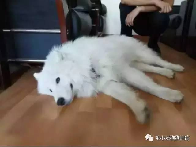 薩摩耶混吃混喝1個月 交警隊(duì)尋主人:我們被吃窮了