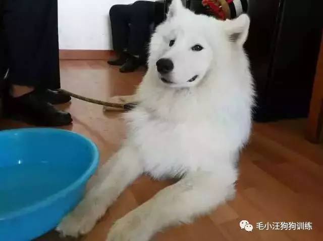 薩摩耶混吃混喝1個月 交警隊(duì)尋主人:我們被吃窮了