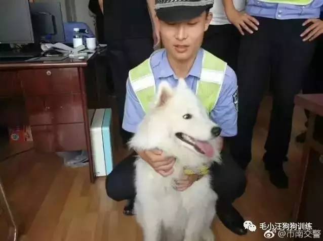 薩摩耶混吃混喝1個月 交警隊(duì)尋主人:我們被吃窮了