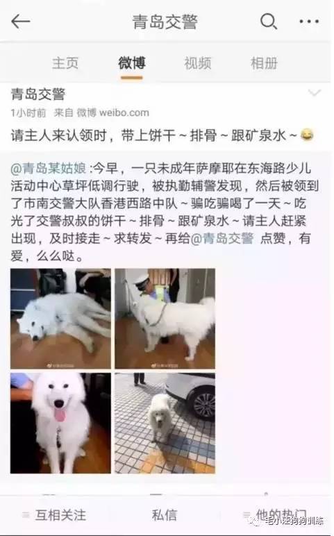 薩摩耶混吃混喝1個月 交警隊(duì)尋主人:我們被吃窮了