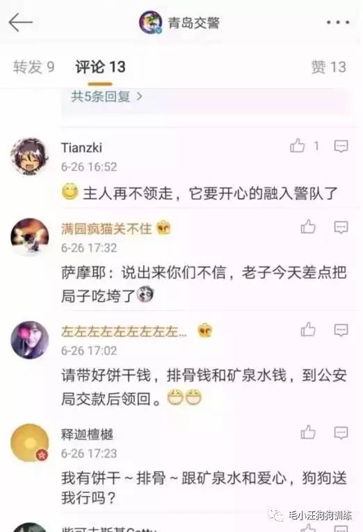 薩摩耶混吃混喝1個月 交警隊(duì)尋主人:我們被吃窮了