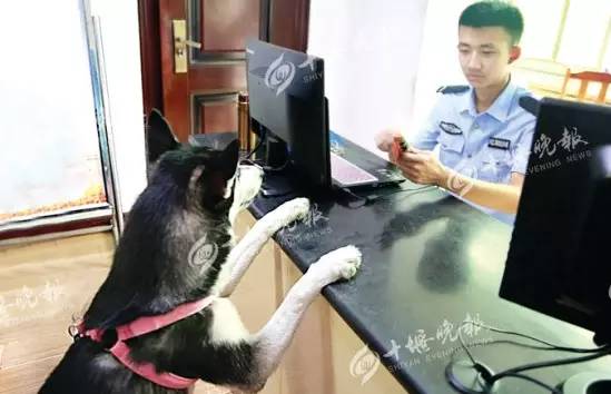 薩摩耶混吃混喝1個月 交警隊(duì)尋主人:我們被吃窮了