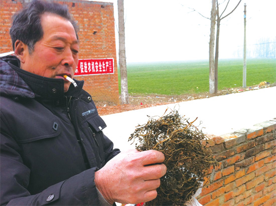 邢瑞亭向記者展示晾曬后的水芹菜，如今這種野菜也成為農(nóng)民餐桌上的香餑餑