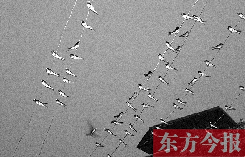 濟源市克井鎮(zhèn)苗莊村一戶農(nóng)家的晾衣繩上，上百只燕子來做客