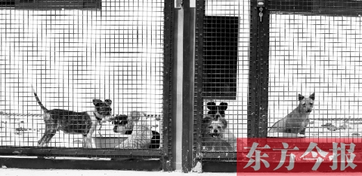 被主人遺棄的小狗暫時寄居在鄭州市犬只收容中心內(nèi)，如果沒有人來認(rèn)領(lǐng)，他們將被處以安樂死