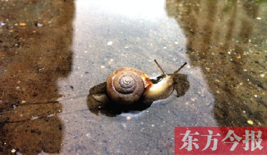 堵車俺不怕，就怕發(fā)大水，這不，一大早蹚水過(guò)街，現(xiàn)在已經(jīng)是下午了，俺還在馬路中間呢