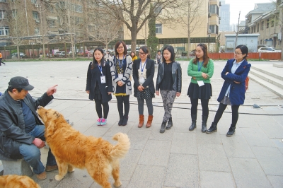 5歲金毛犬會(huì)加減乘法 蒙上雙眼可準(zhǔn)確"說"出男女人數(shù)