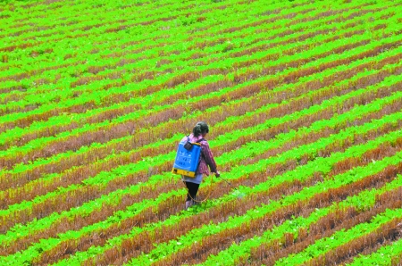 6月28日，內(nèi)黃縣東莊鎮(zhèn)馬固村農(nóng)民在花生地里噴施農(nóng)藥。