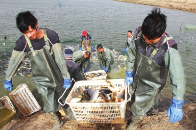 3月18日，漁民在溫縣黃河鯉魚生態(tài)養(yǎng)殖基地捕魚，近日，溫縣3000畝黃河鯉魚生態(tài)養(yǎng)殖基地的頭茬魚開始