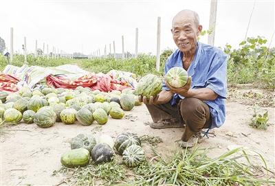 種的是“三白瓜”，長(zhǎng)出來的瓜非常雜，其中最多的是本地甜面瓜，俗稱“一窩猴”