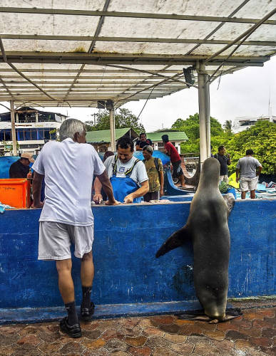 海獅變魚攤?？?排隊“購買”金槍魚