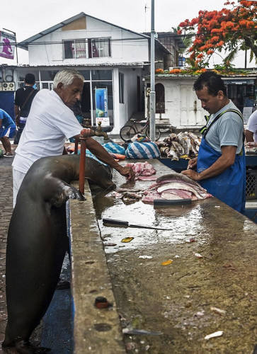 海獅變魚攤?？?排隊“購買”金槍魚