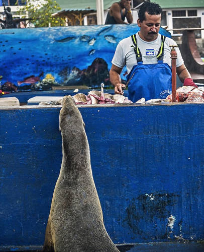 海獅變魚攤?？?排隊“購買”金槍魚