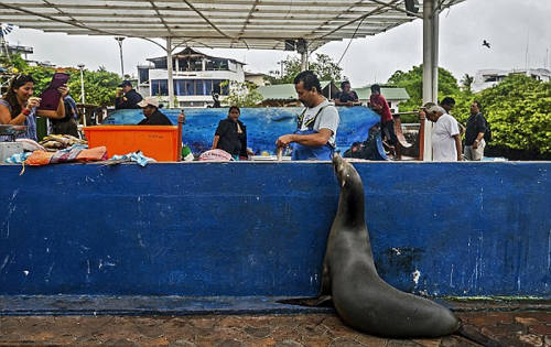 海獅變魚攤?？?排隊“購買”金槍魚