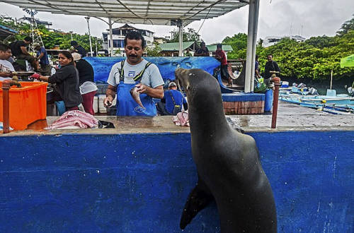 海獅變魚攤?？?排隊“購買”金槍魚