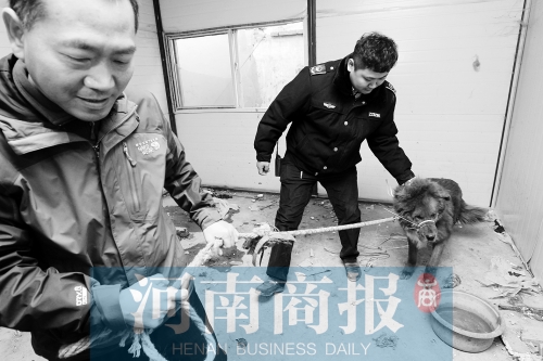 麻藥起作用后，這只藏獒被執(zhí)法人員控制