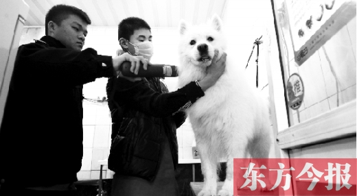 昨天，鄭州城管首次進(jìn)寵物店清查無(wú)證犬只