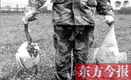 濟源一山間農(nóng)場遭襲，死傷200多只大鵝
