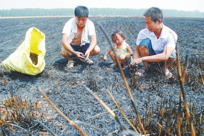 　村民為挽回一點損失，只得撿拾一些燒焦的麥穗。