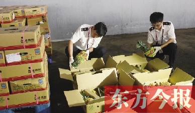 昨日，檢驗檢疫人員正對剛從臺灣進口的水果進行檢驗