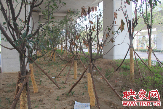北三環(huán)經(jīng)三路橋下種的樹木有的葉子已經(jīng)干枯。