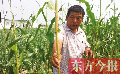 “東亞飛蝗”侵襲滎陽千畝黃河灘 ?？兄参锶~子