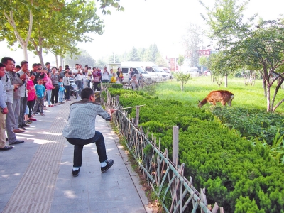 工作人員悄悄走近梅花鹿，準(zhǔn)備發(fā)射麻醉針。