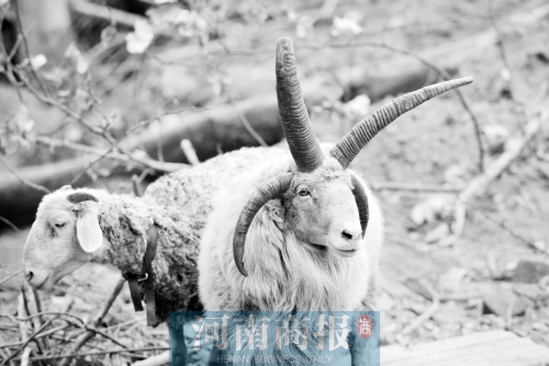“咩……我的原主人說，他養(yǎng)了一輩子羊，也沒見過我這種情況”
