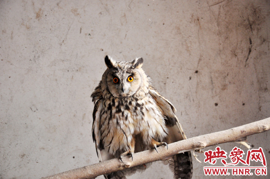 據(jù)了解，長(zhǎng)耳鸮屬于夜行動(dòng)物，是一種益鳥(niǎo)，主要捕食鼠類(lèi)。