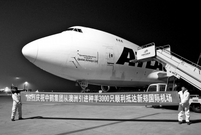 首批澳洲種羊搭乘包機(jī)到達(dá)新鄭國際機(jī)場