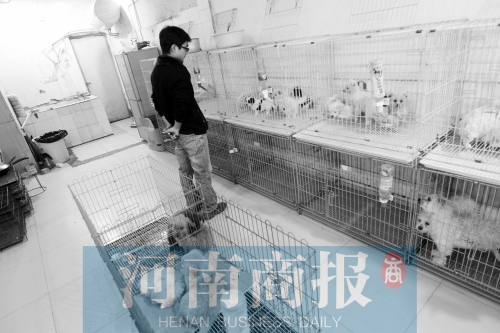 市民反映，淮河路“緣寵”寵物店曾出售疑似患病的狗