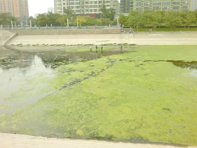 綠藻野蠻生長(zhǎng)，給東風(fēng)渠的水質(zhì)，帶來極大威脅。