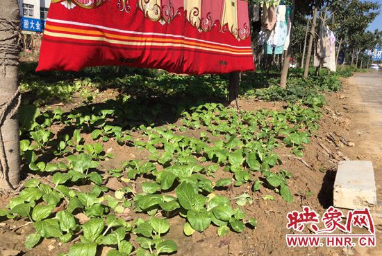 西四環(huán)中原路交叉口，大片生態(tài)廊道被毀，變成私家菜園。
