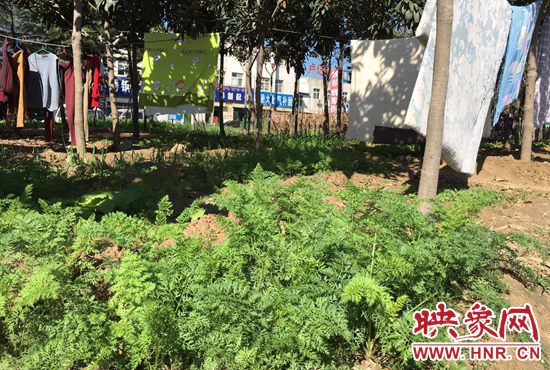 西四環(huán)中原路交叉口，大片生態(tài)廊道被毀，變成私家菜園。