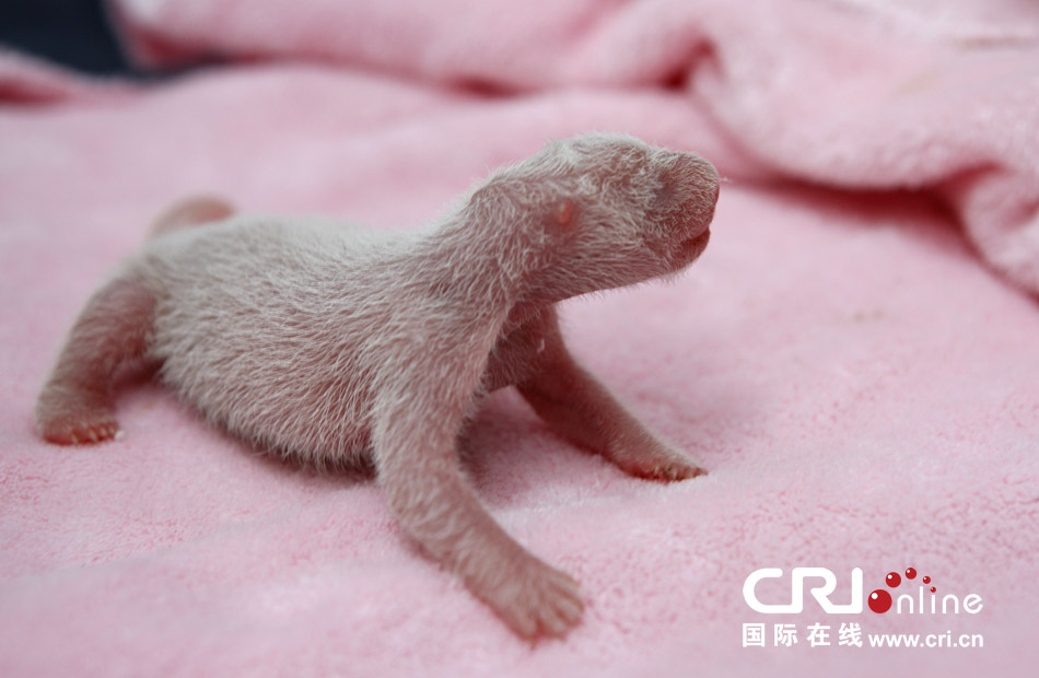 2013年7月11日，成都大熊貓繁育研究基地月亮產(chǎn)房，新生大熊貓寶寶在育嬰箱里憨態(tài)可掬。