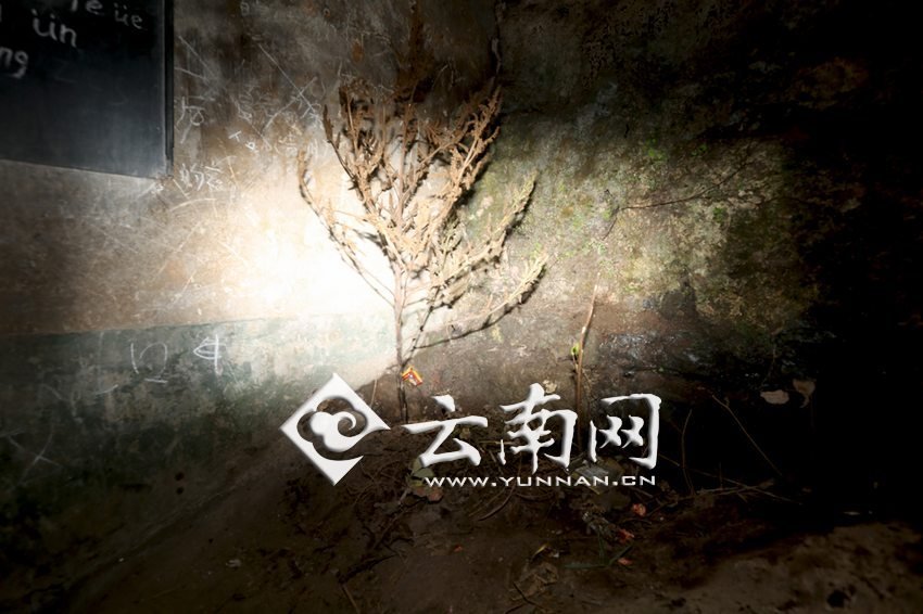 　教室里沒有燈，光線太暗，村民便種下了野蘇麻，希望教室有綠色，讓孩子們看到“希望”。 徐弘毅 攝