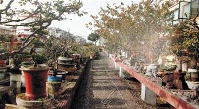 劉光嘉出示博物館內(nèi)部圖片中，擺放著各種盆景。